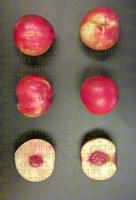 Fiches variétales Pêches Nectarines - Variété Nabriva, nectarine à chair blanche